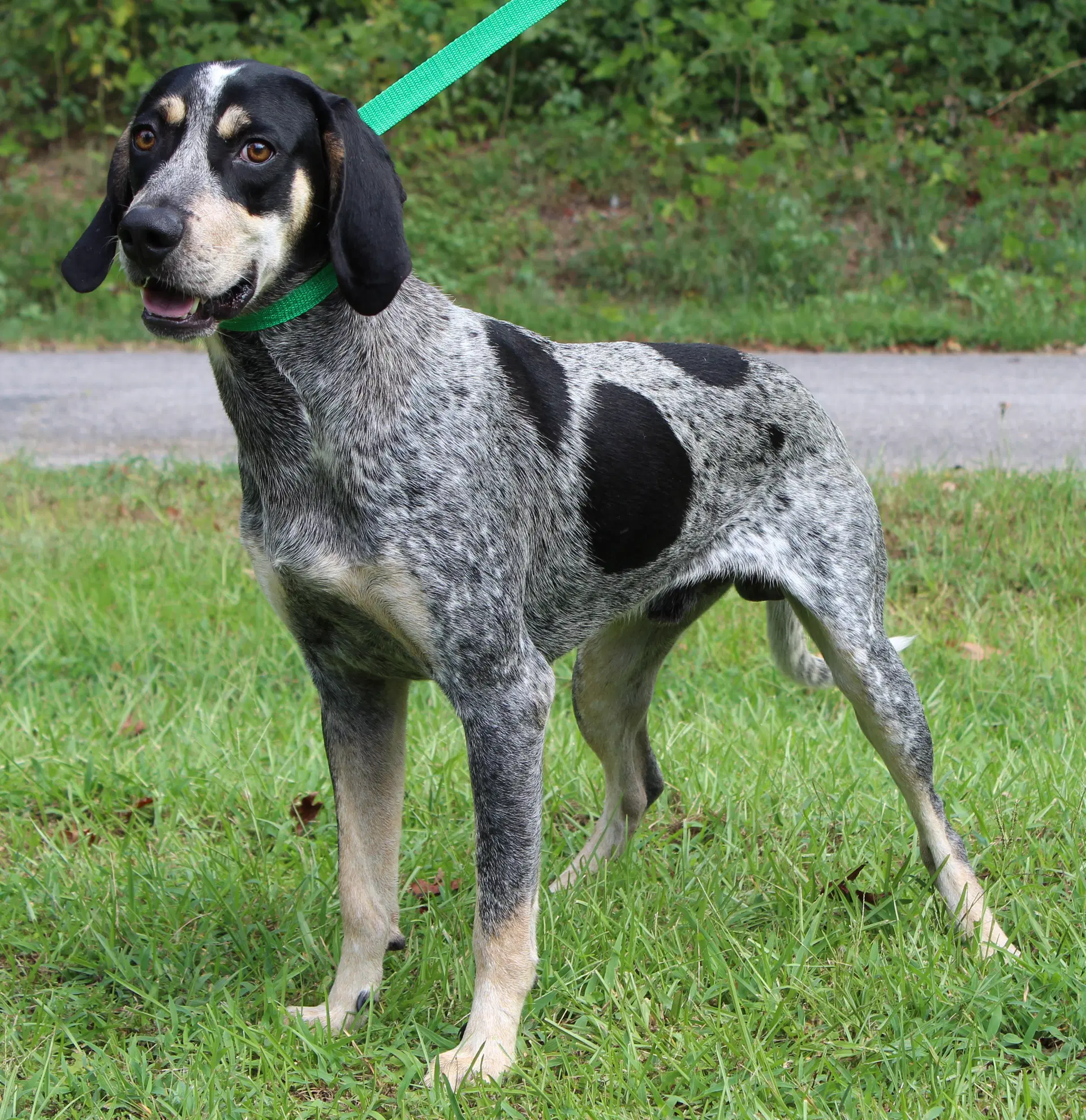Odin - Bluetick Coonhound