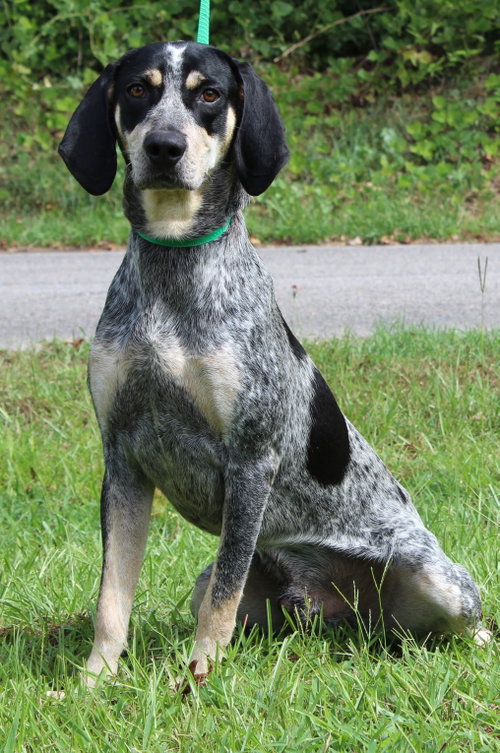 Odin 43906 photo 3