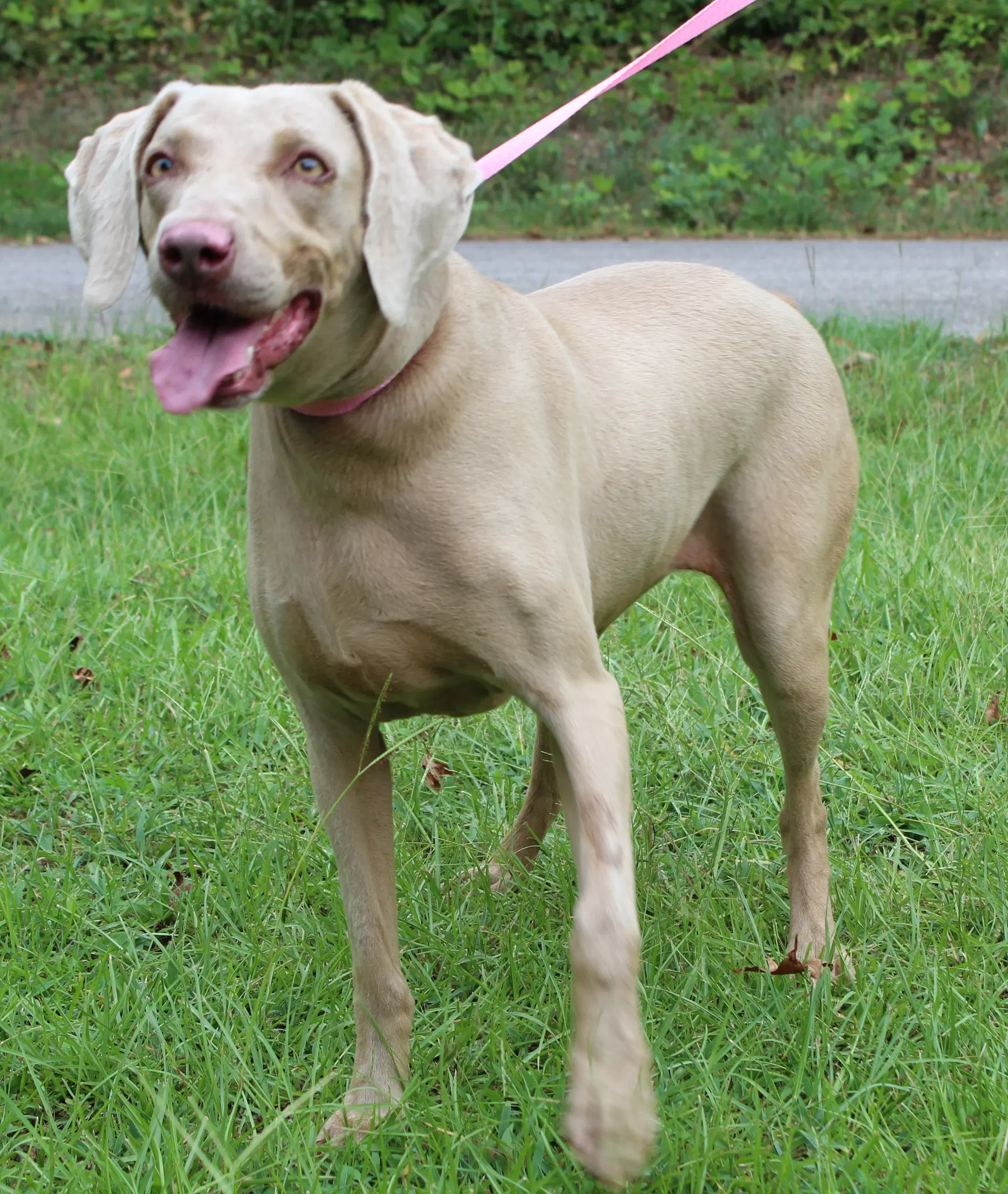 Sky - Weimaraner