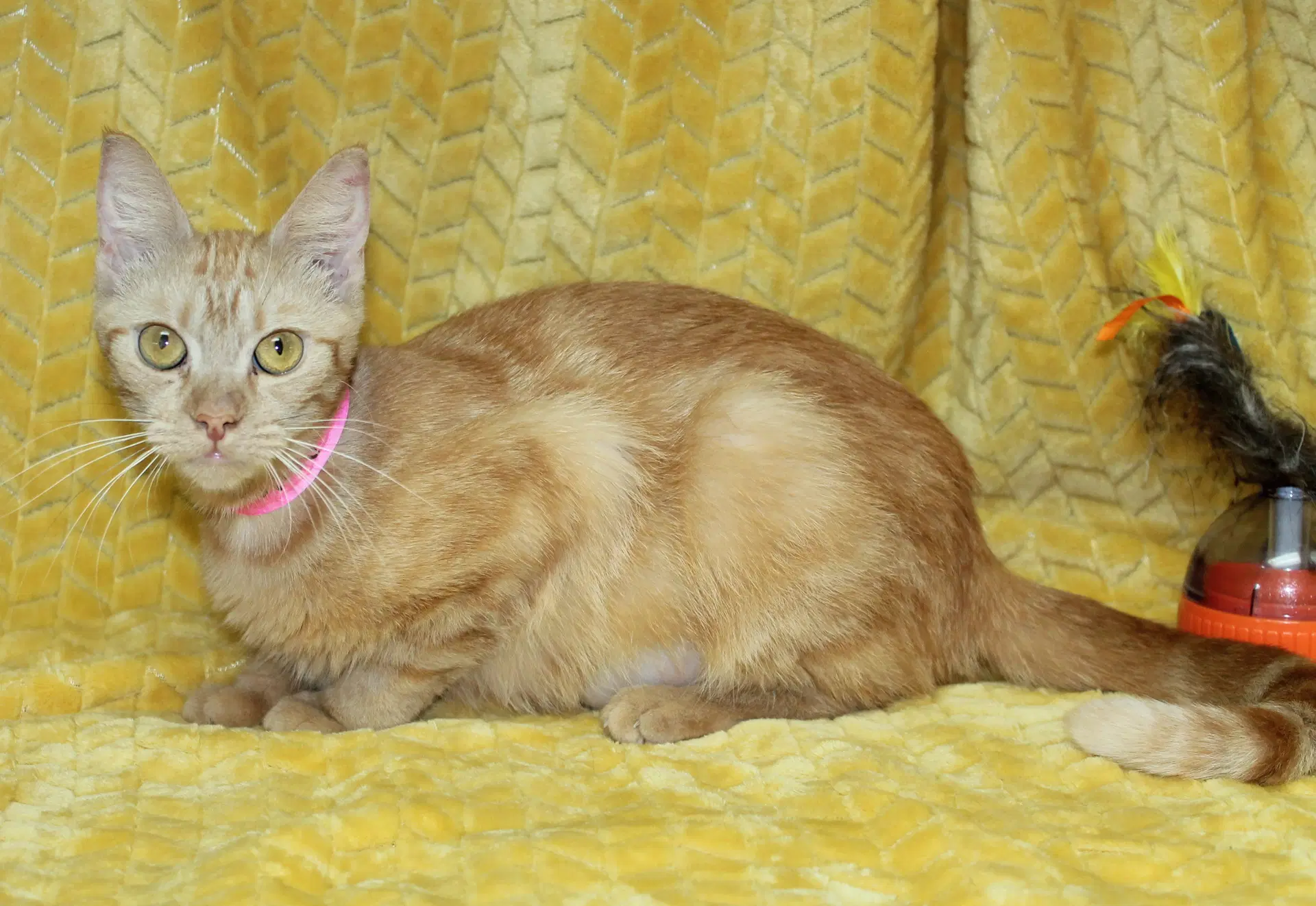 Betty - - Domestic Short Hair
