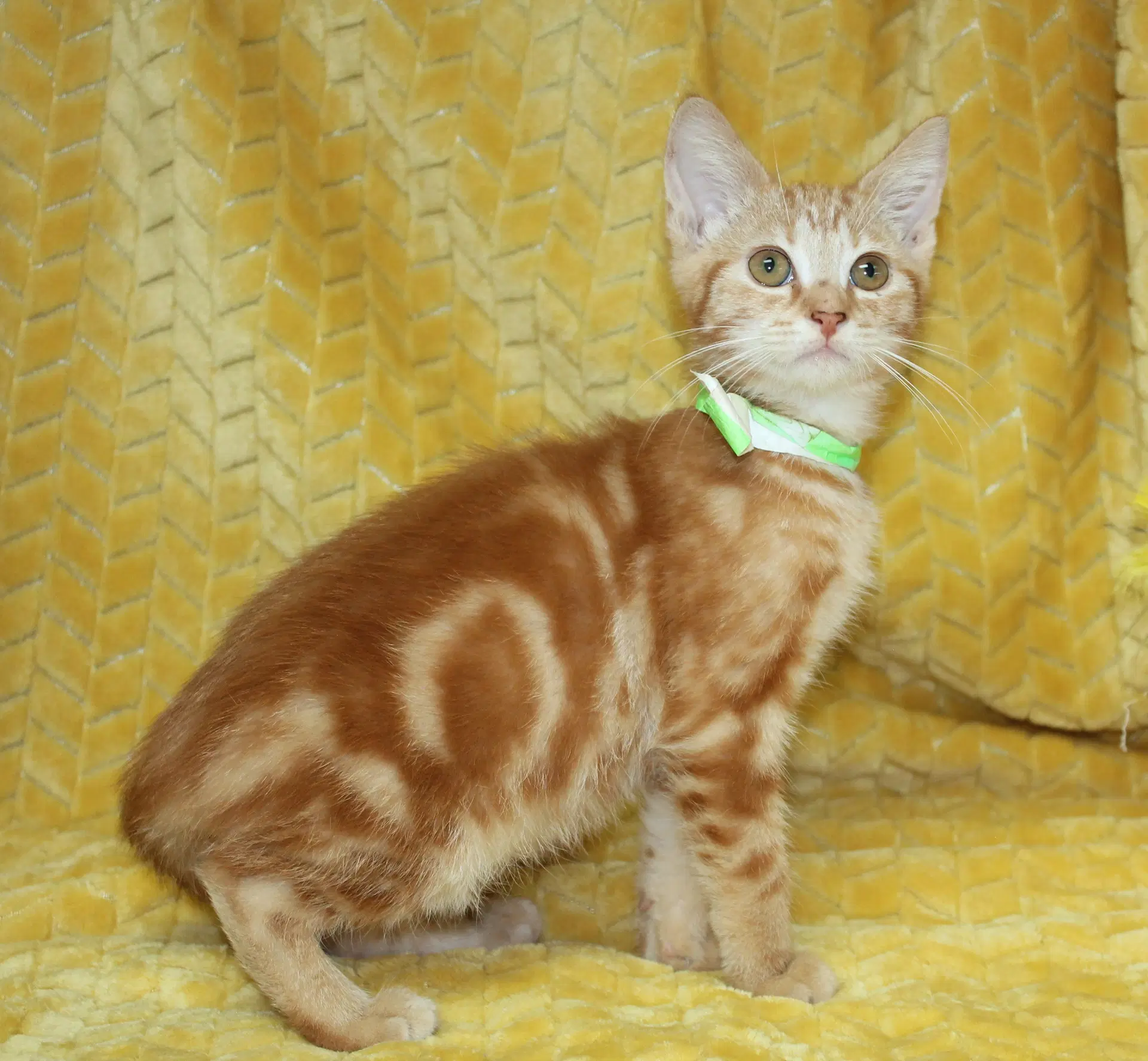 George - - Domestic Short Hair