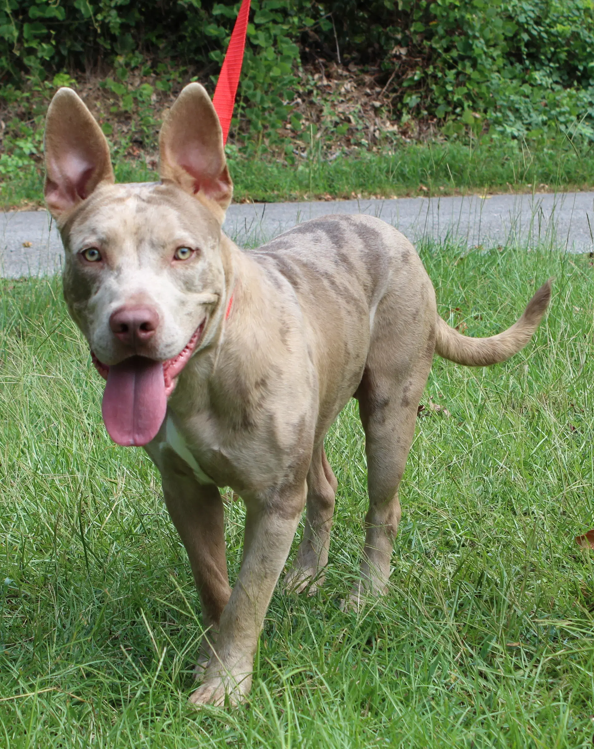 Patrick - American Bulldog