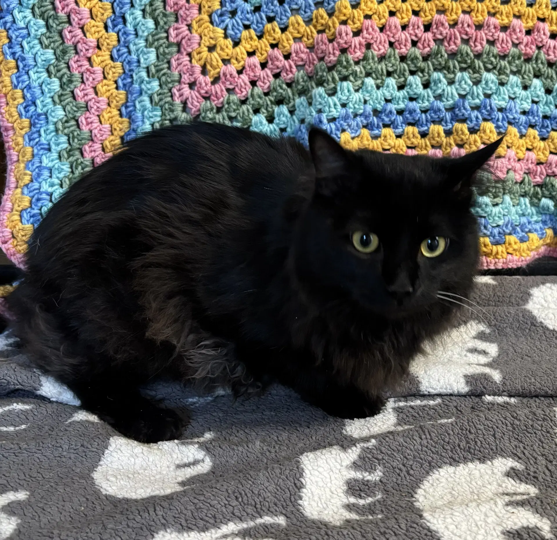 Smaug - - Domestic Long Hair