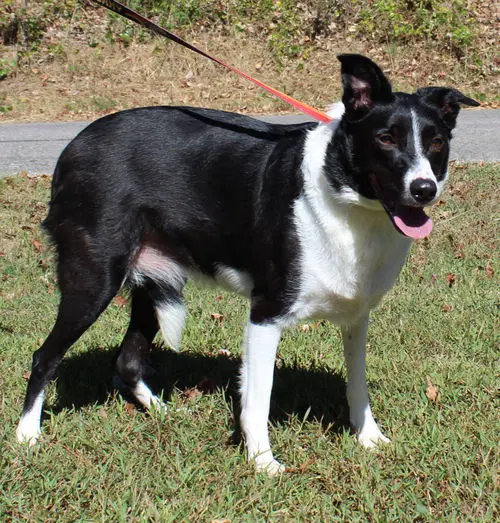 Sassy Rose - Border Collie