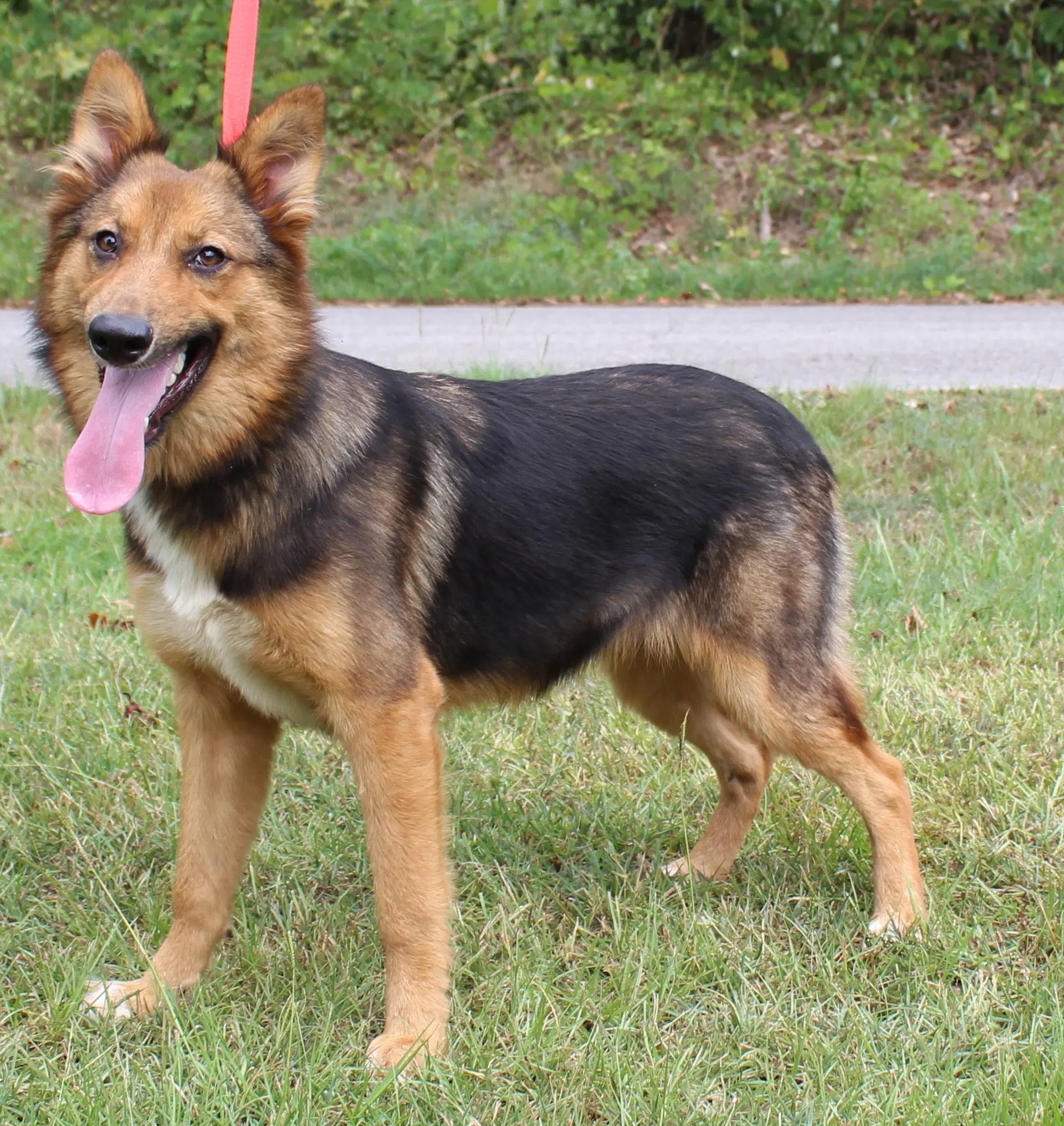 Foxy - German Shepherd Dog
