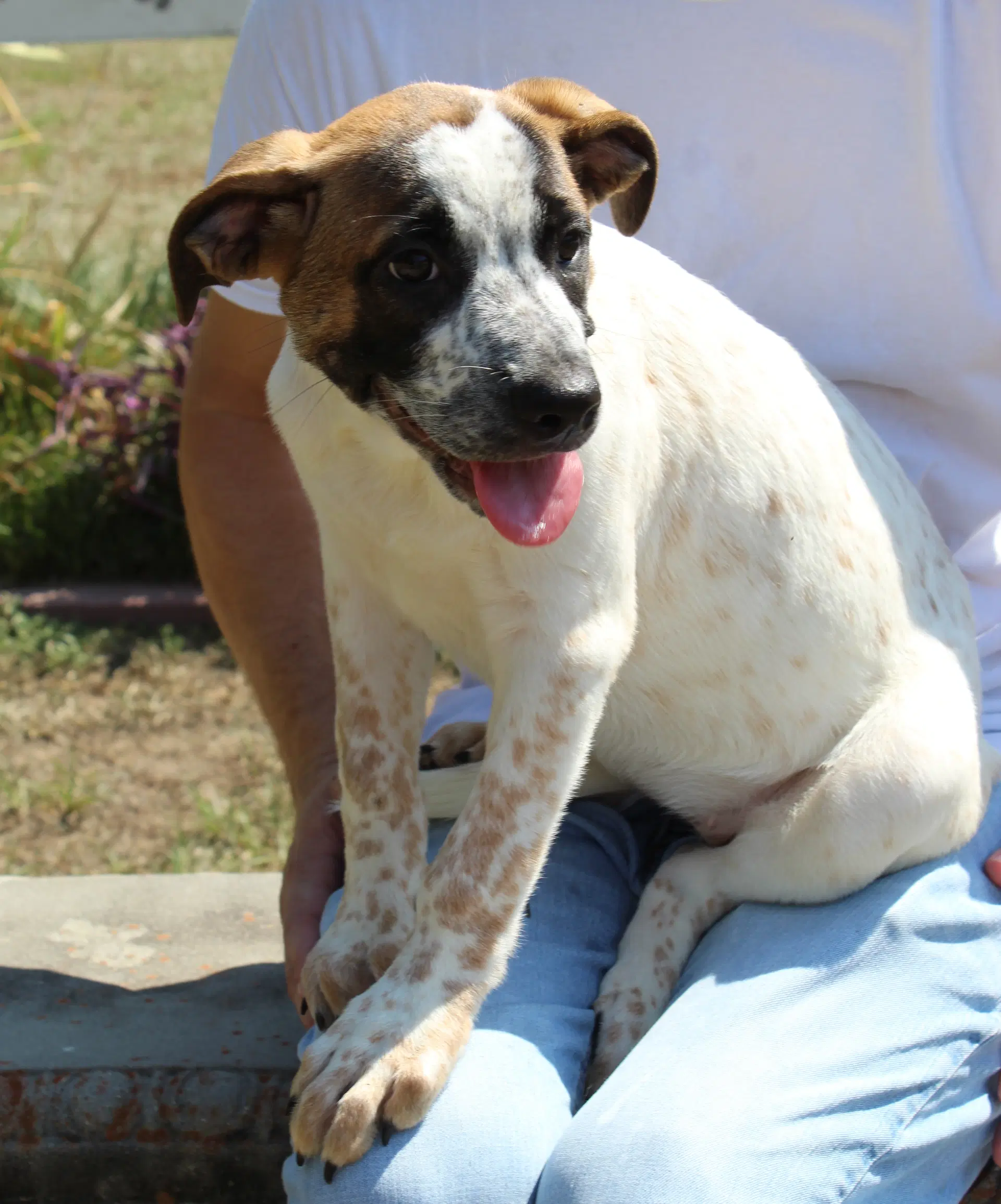Chunk - Boxer