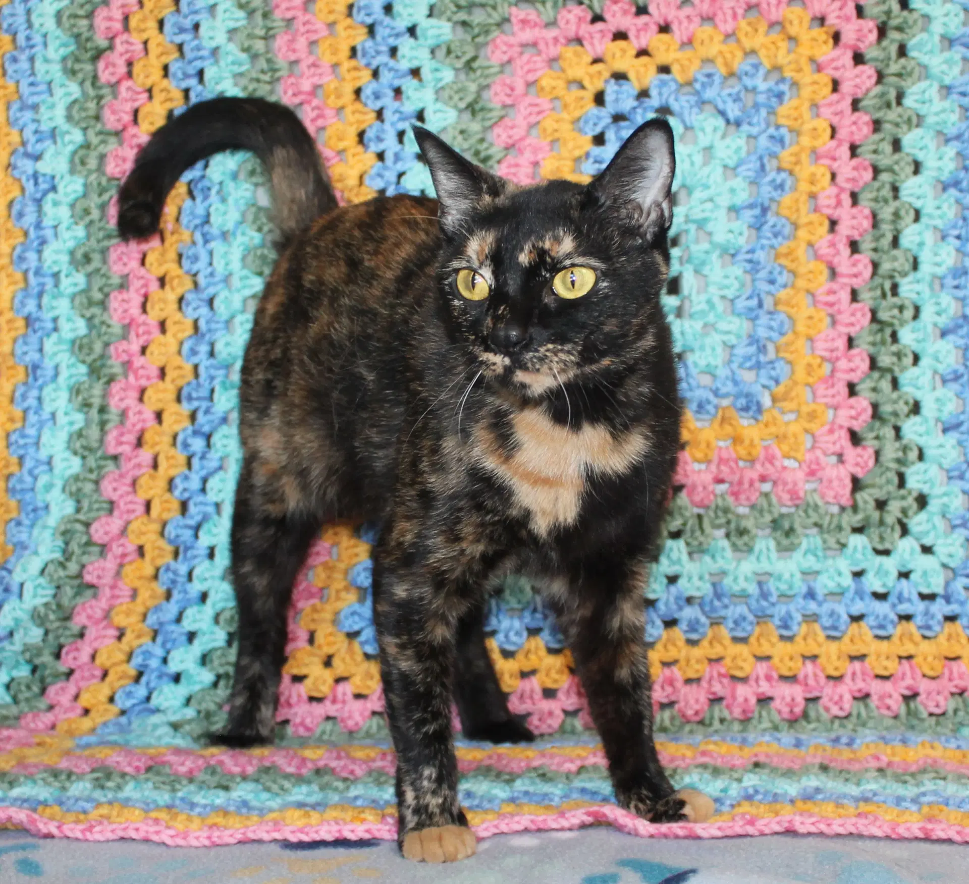 Lady Liberty - - Domestic Short Hair