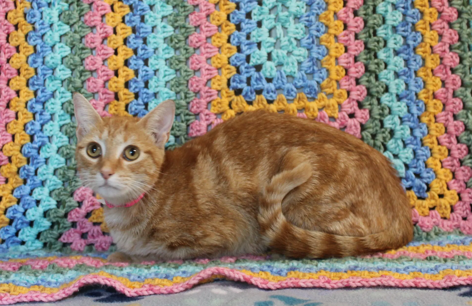 Loa - - Domestic Short Hair