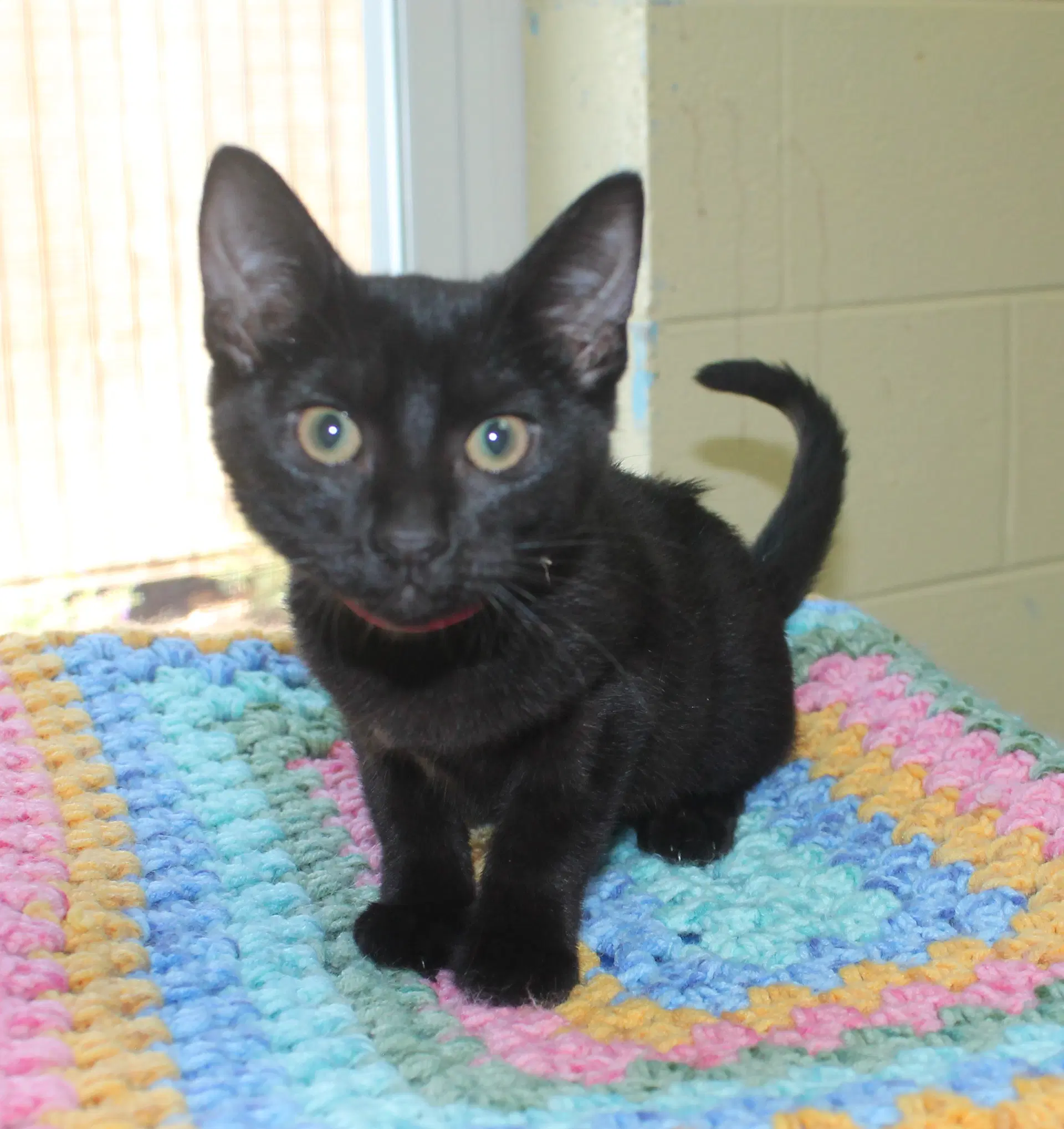 Binks - - Domestic Medium Hair