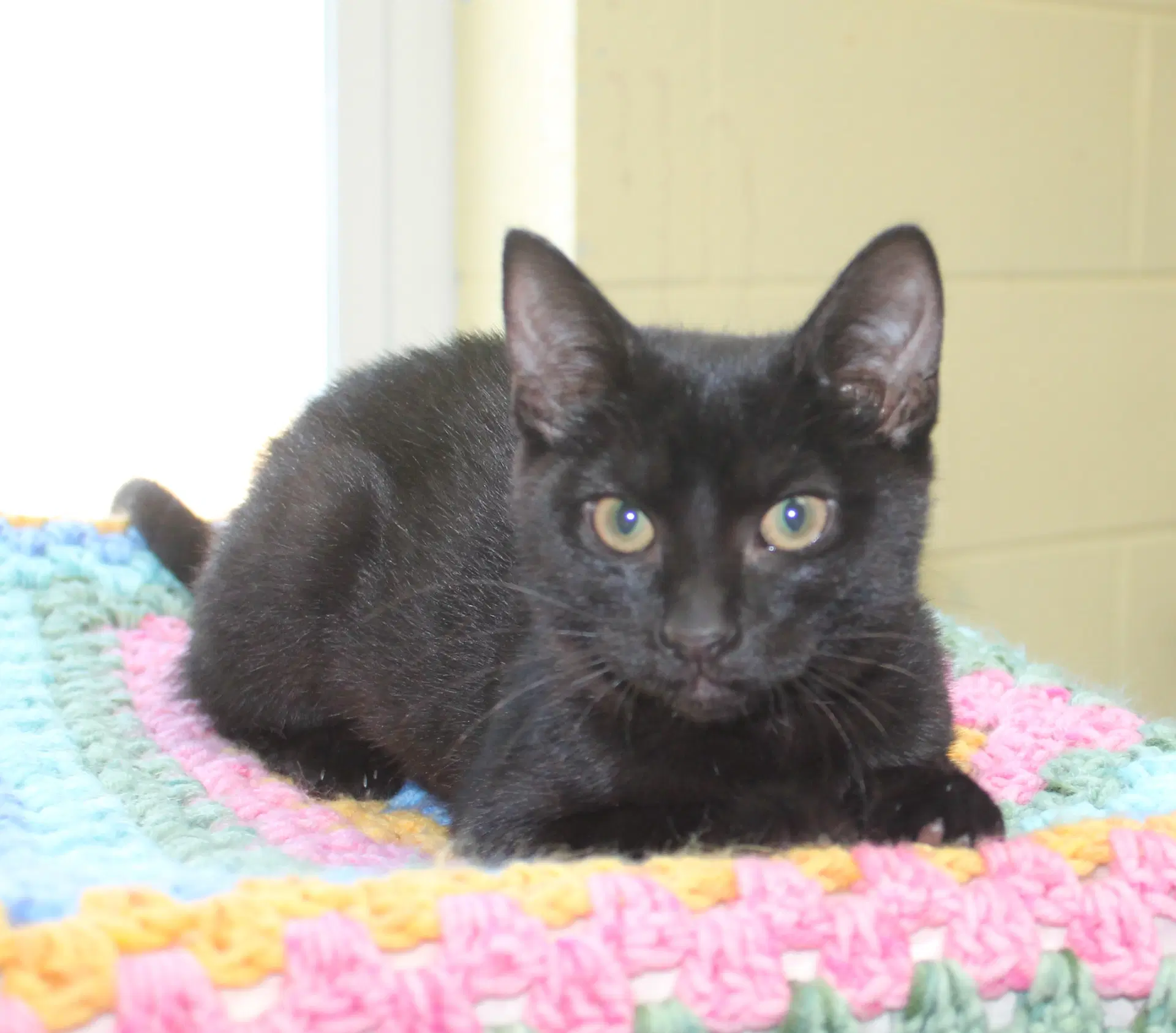 Binks - image 2