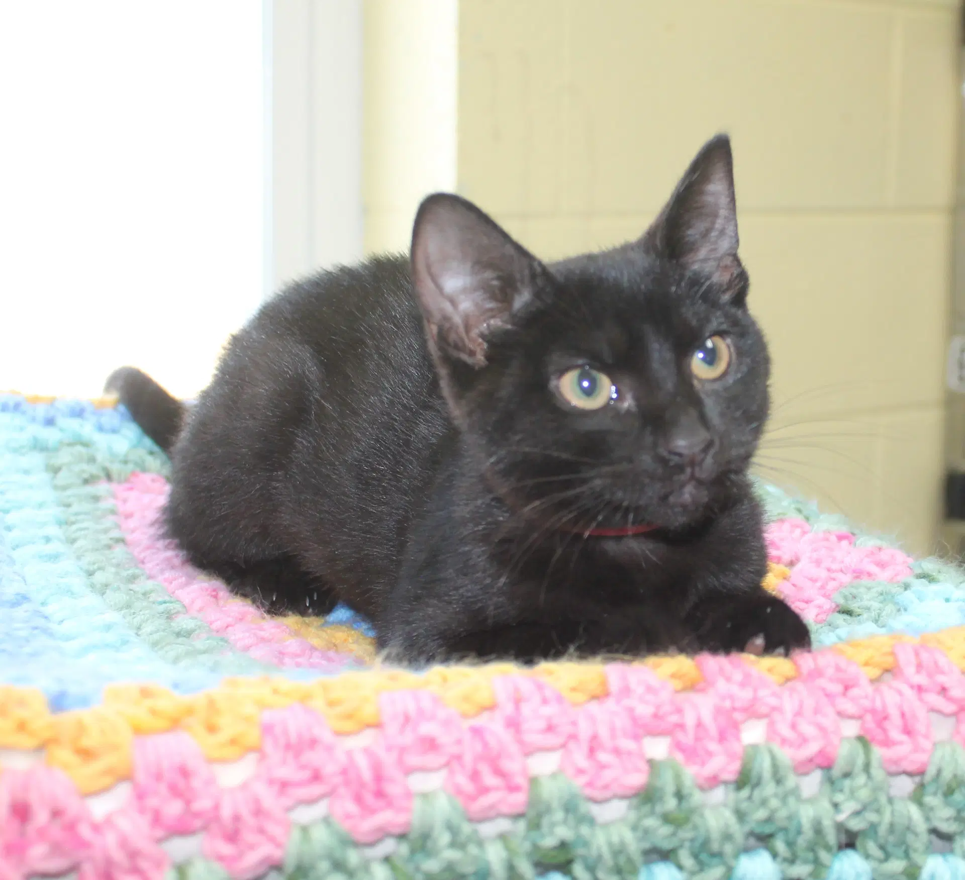 Binks - image 3