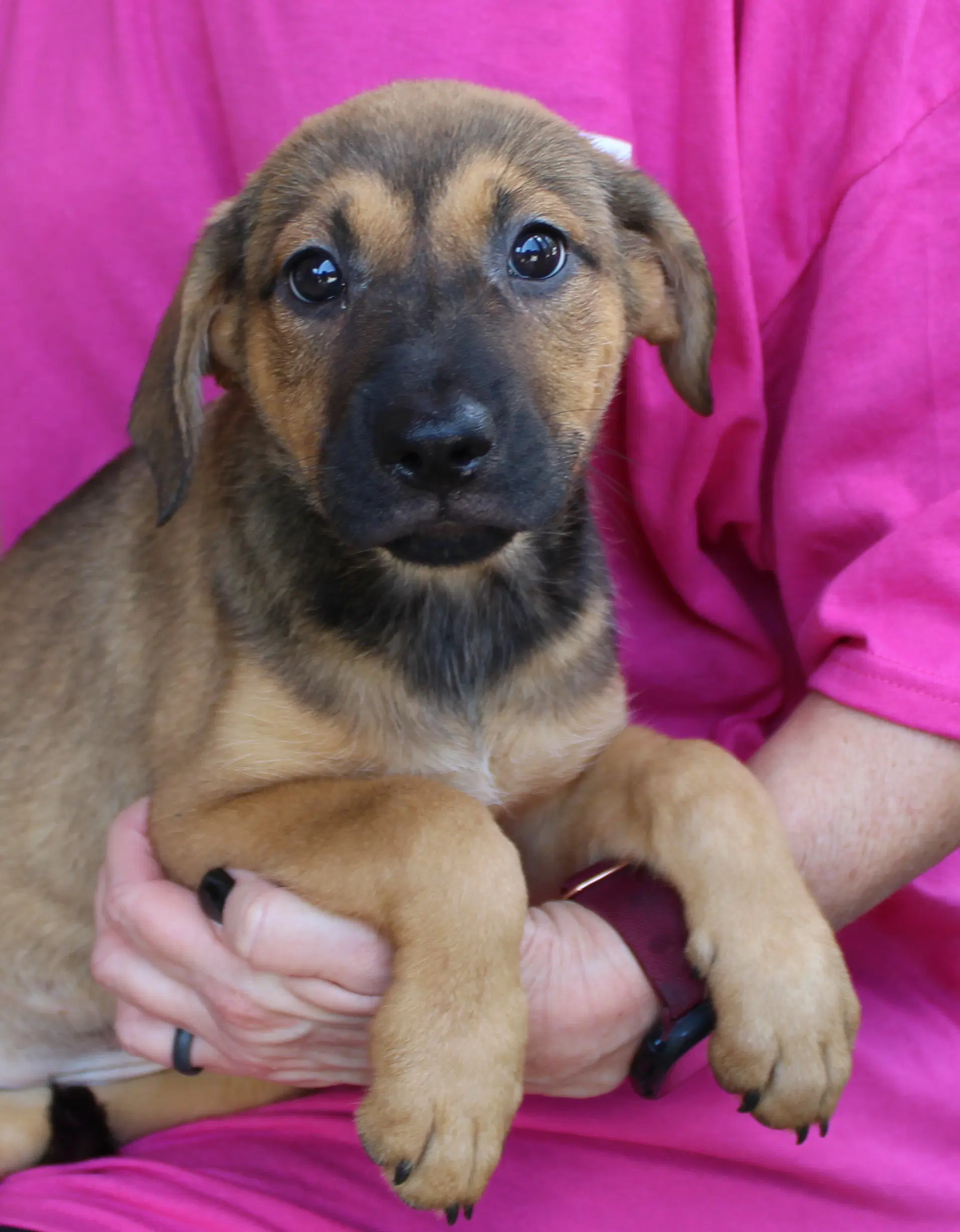 Juno - Shepherd