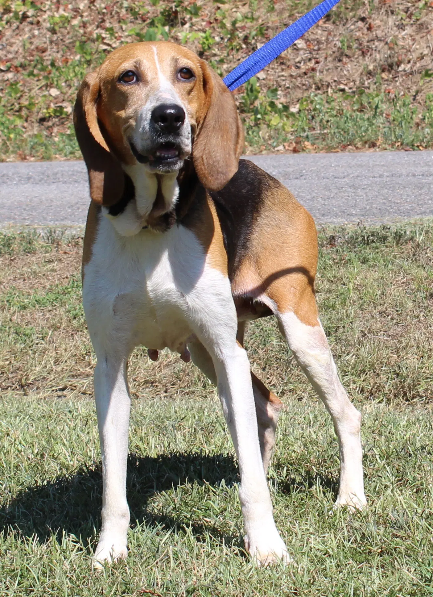 Ruby image 1