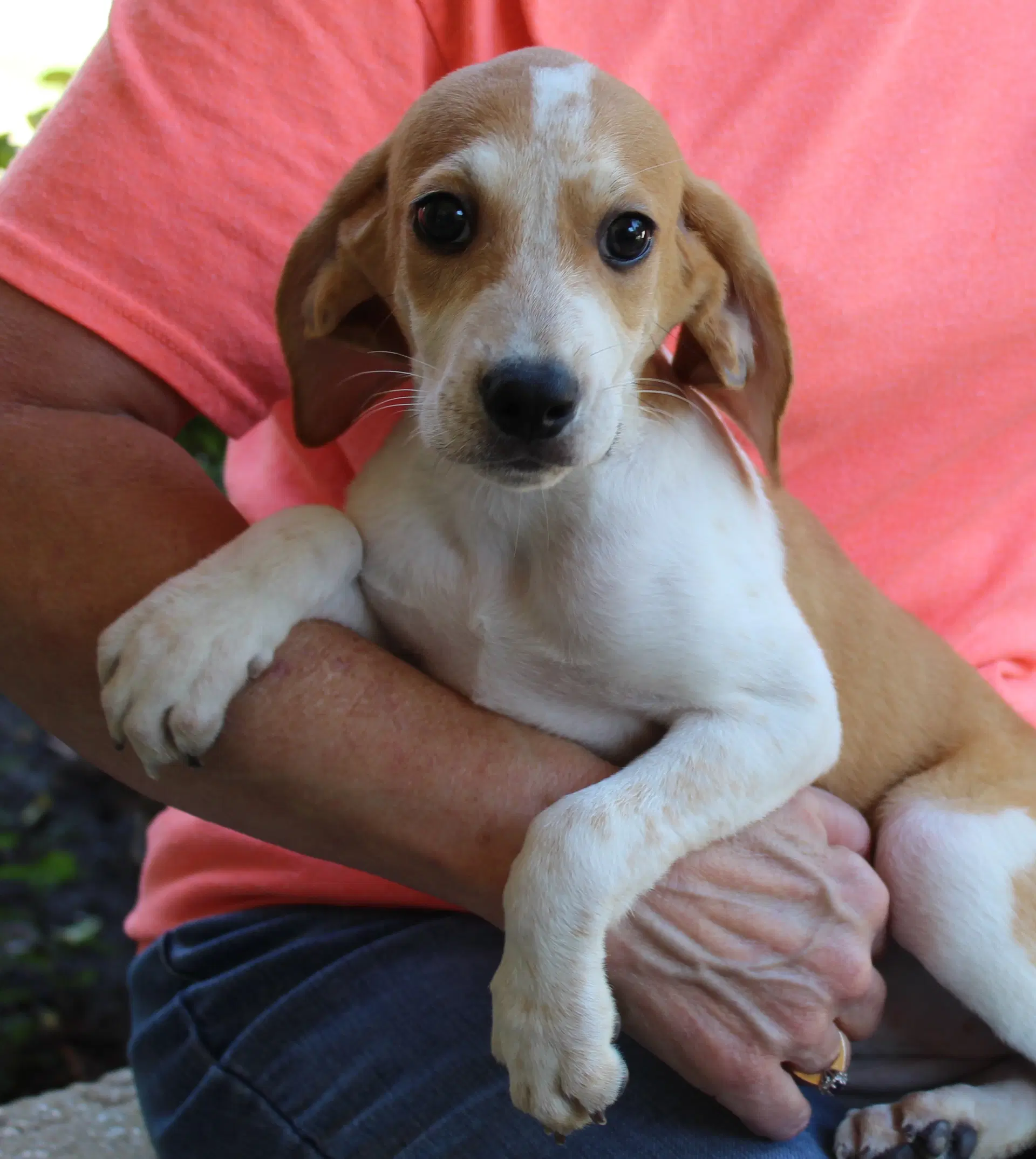 Opal - Treeing Walker Coonhound