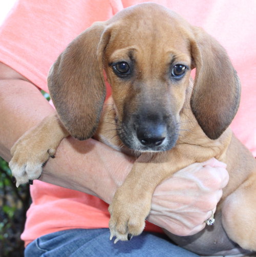 Photo 2 of Jade 44209