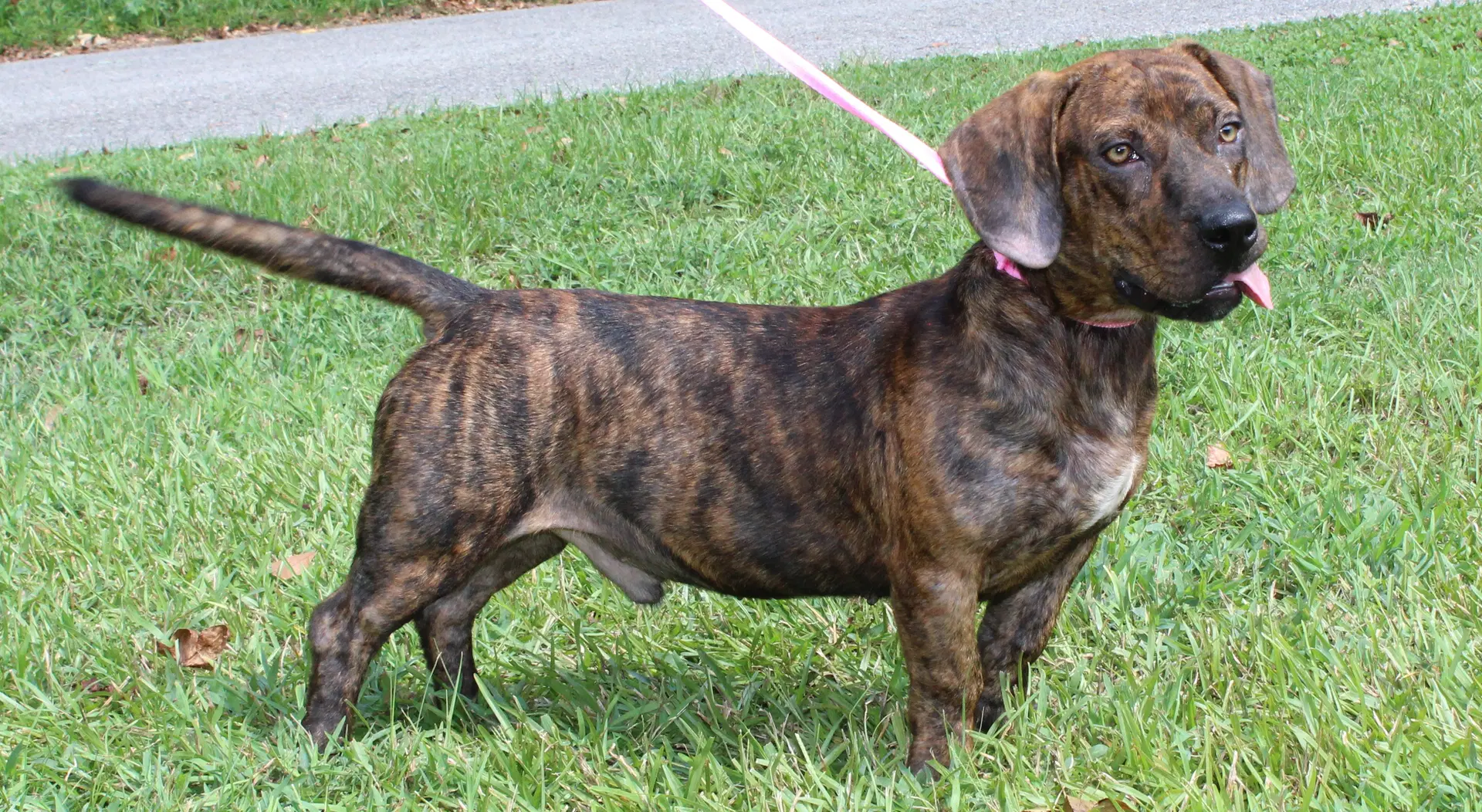 Bane - Basset Hound