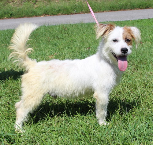 Biscuit 44283, a dog for adoption from Prattville Autauga Humane Society