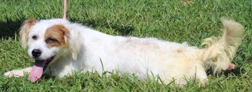 Photo 2 of Biscuit 44283