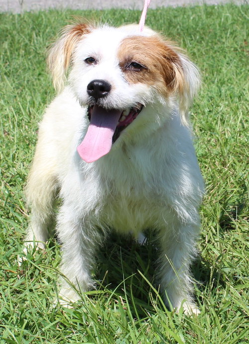 Photo 3 of Biscuit 44283