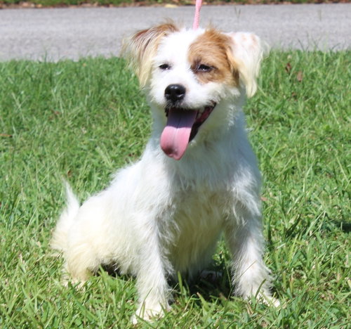 Photo 4 of Biscuit 44283