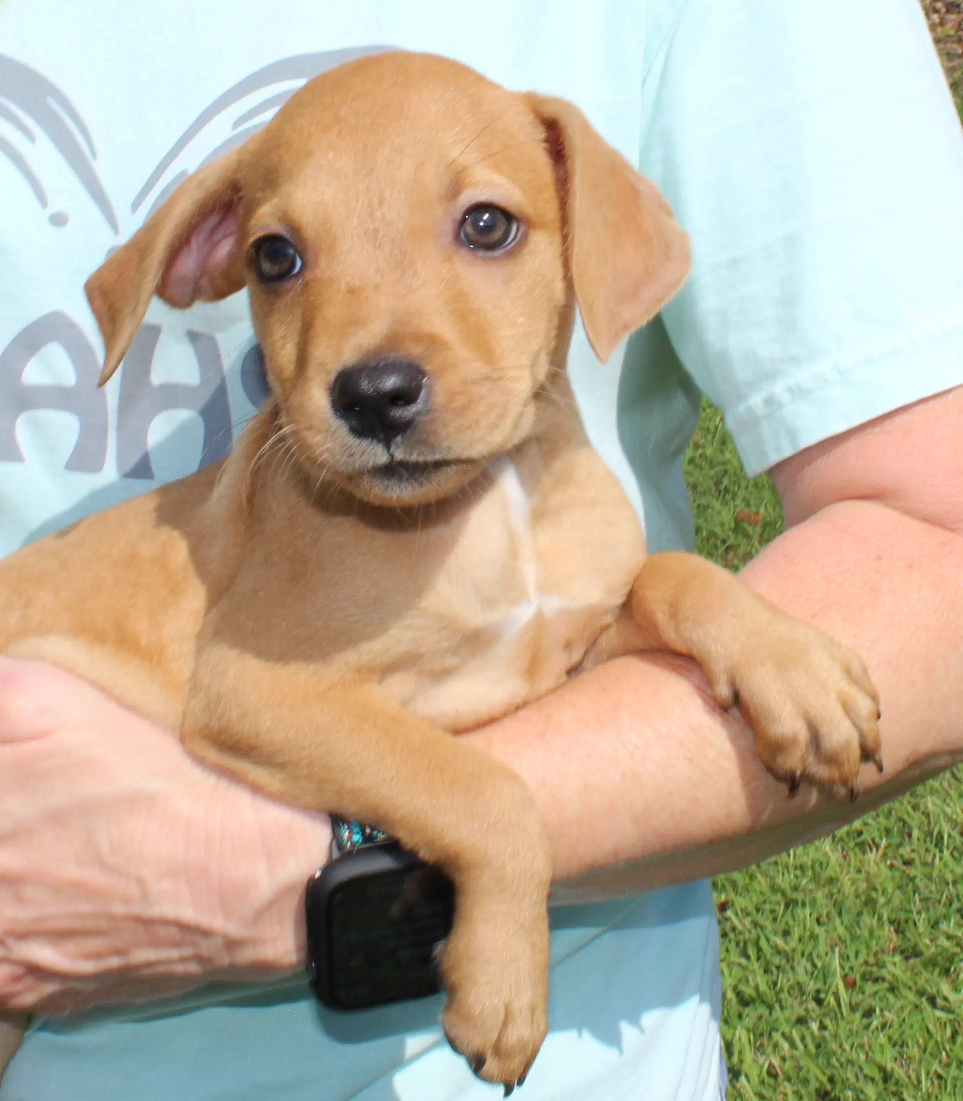 Tiny Tina - Retriever