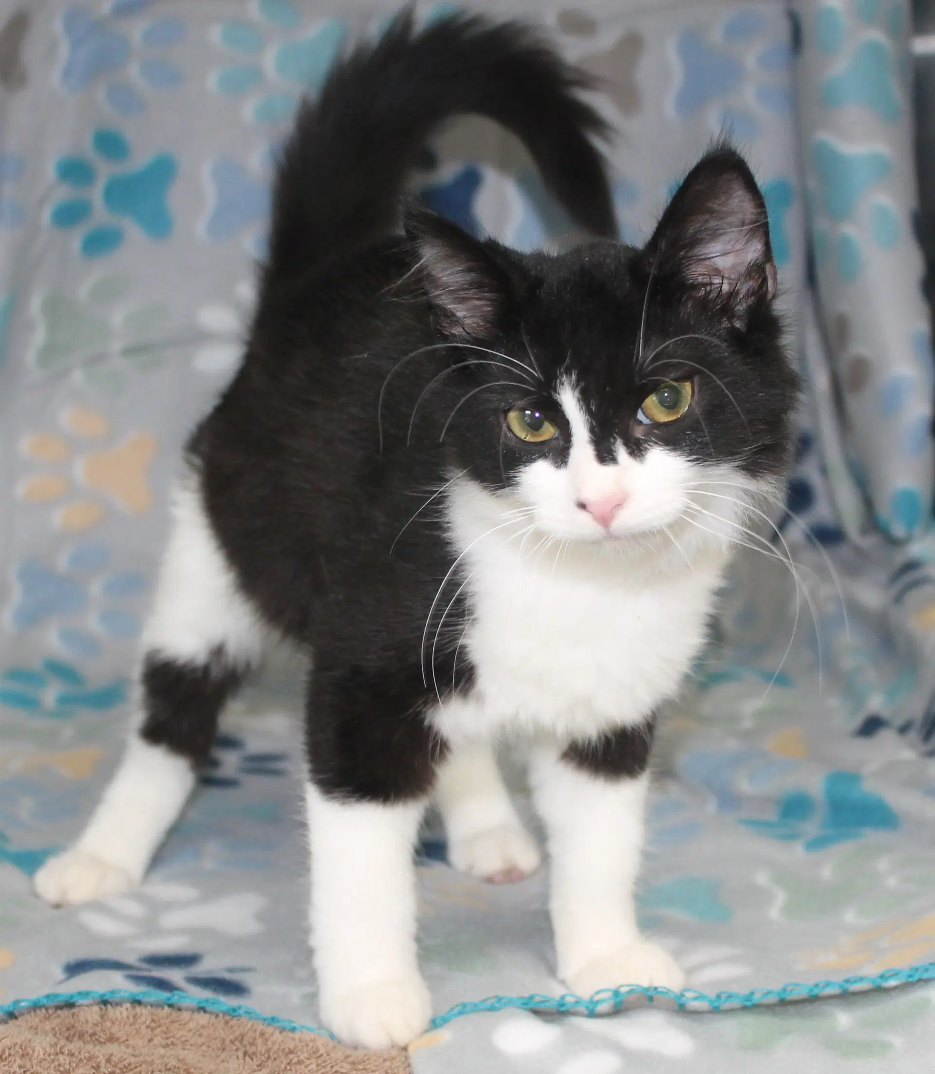 Aspen - - Domestic Medium Hair