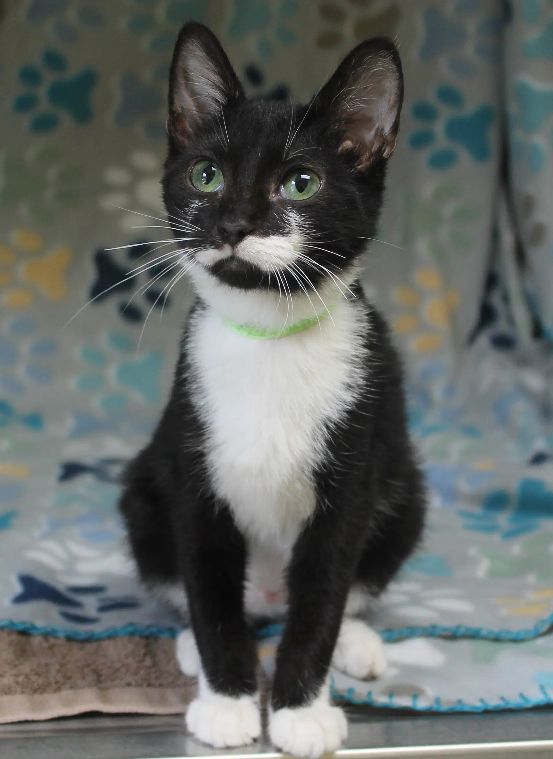 Elmer - - Domestic Medium Hair