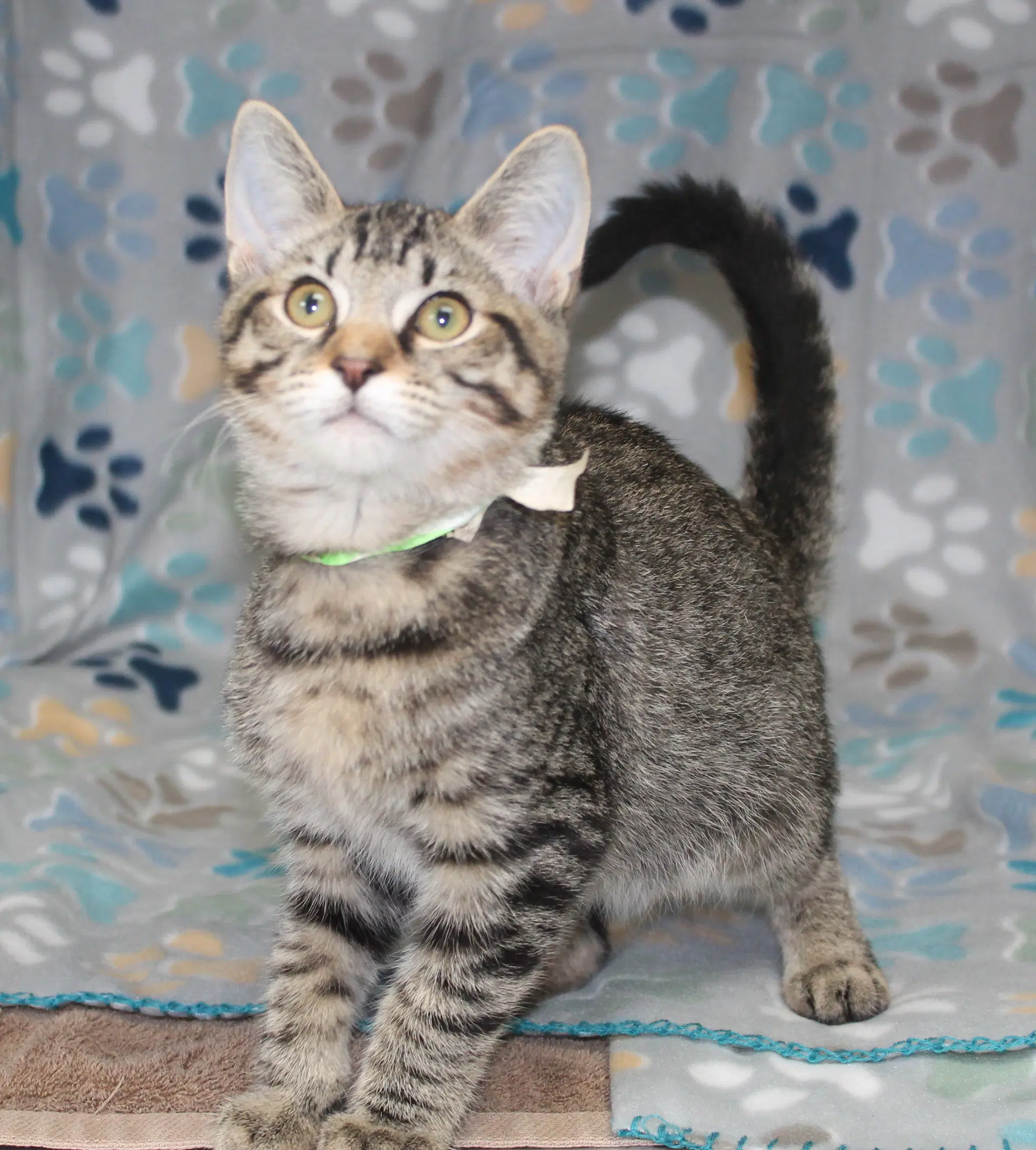 Speck - - Domestic Short Hair