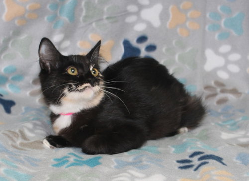 Photo 2 of Chasty - 44278