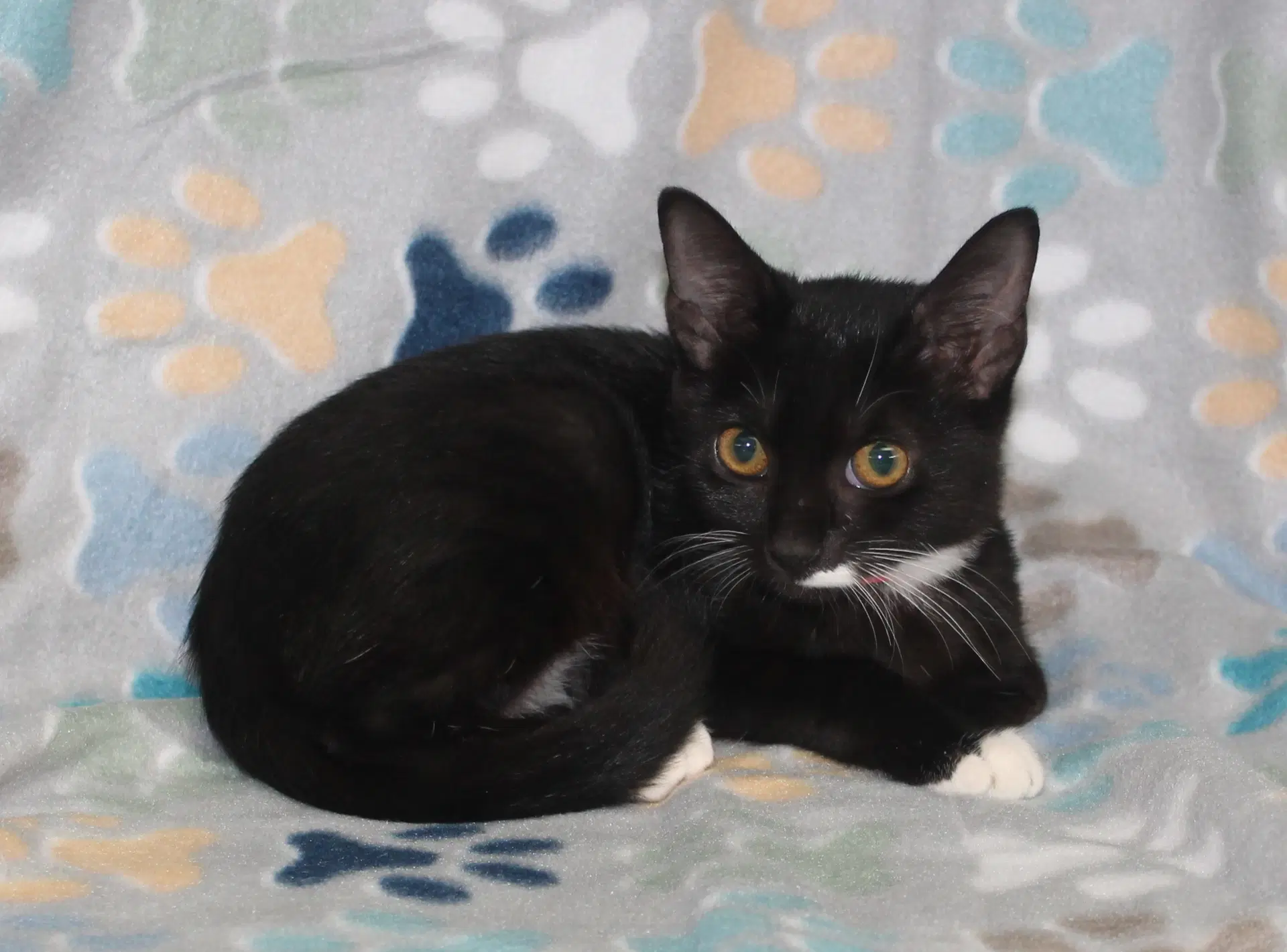 Chino - - Domestic Short Hair