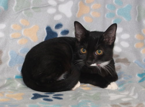 Chino - 44289, a cat for adoption from Prattville Autauga Humane Society