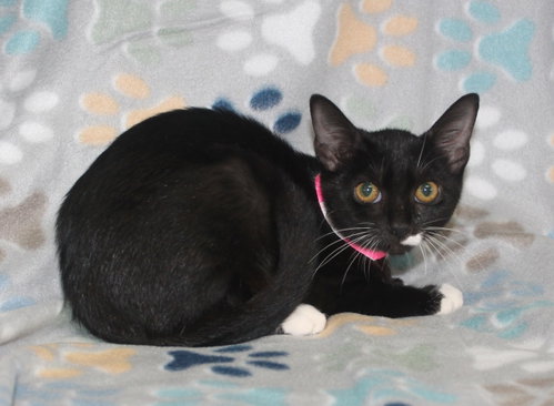 Photo 2 of Chino - 44289
