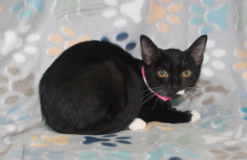 Photo 3 of Chino - 44289