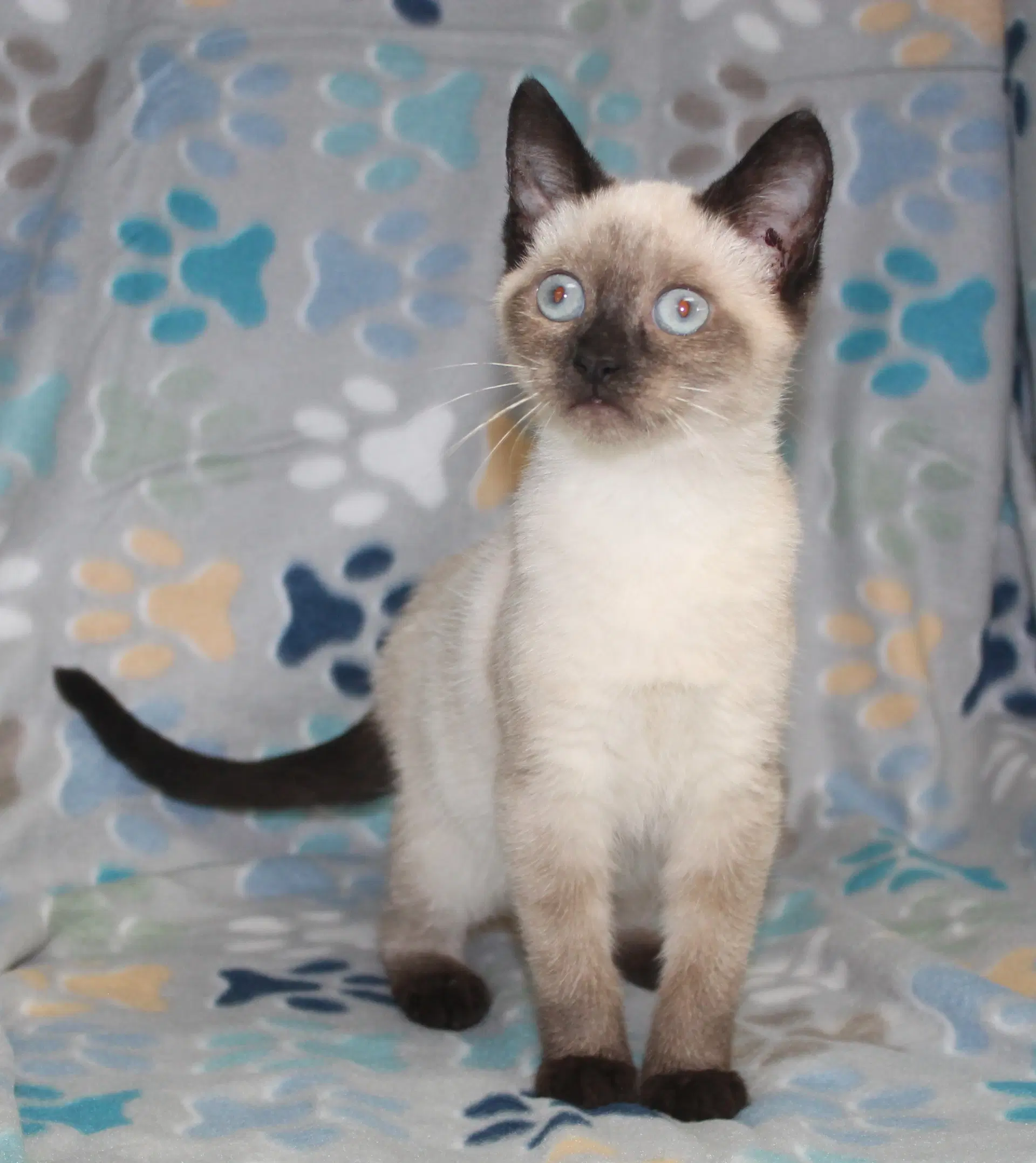 Lizzy - - Domestic Medium Hair