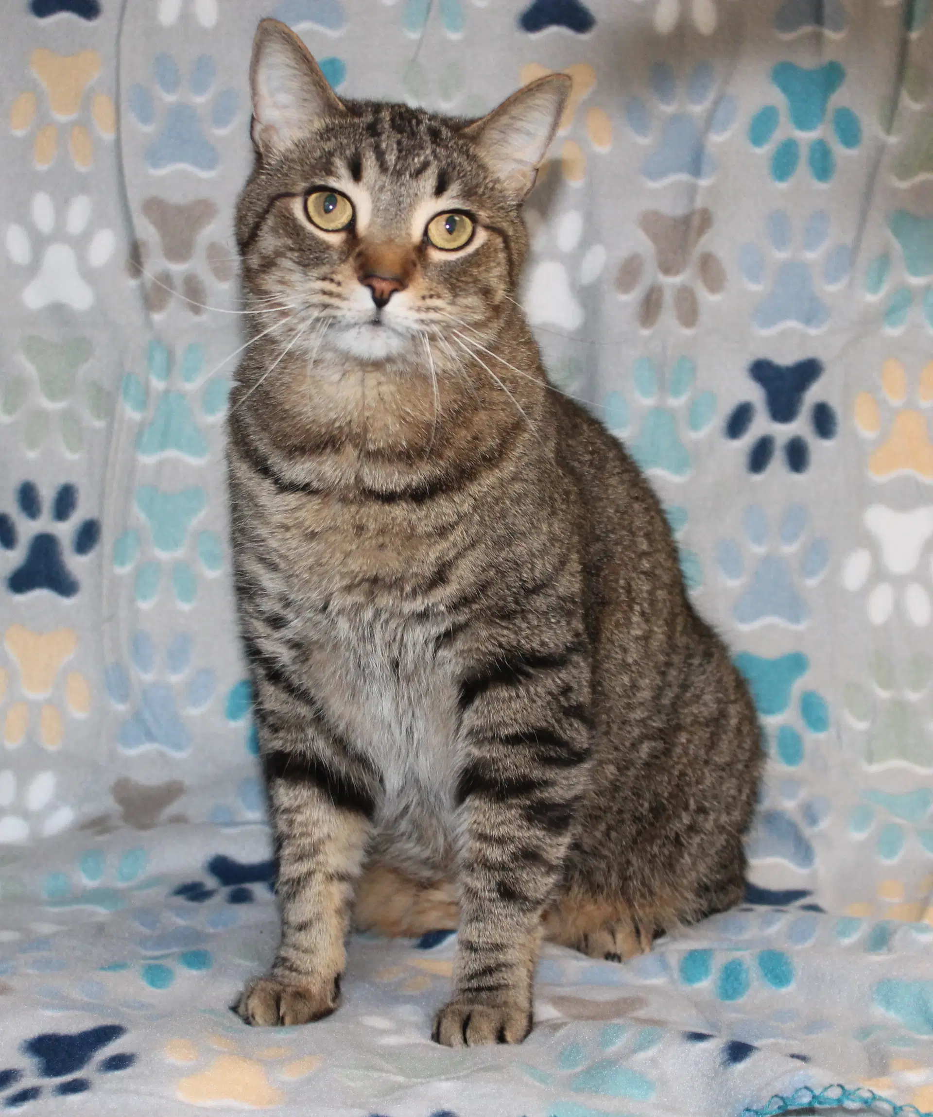 Fat Cat-Pb - - Domestic Short Hair