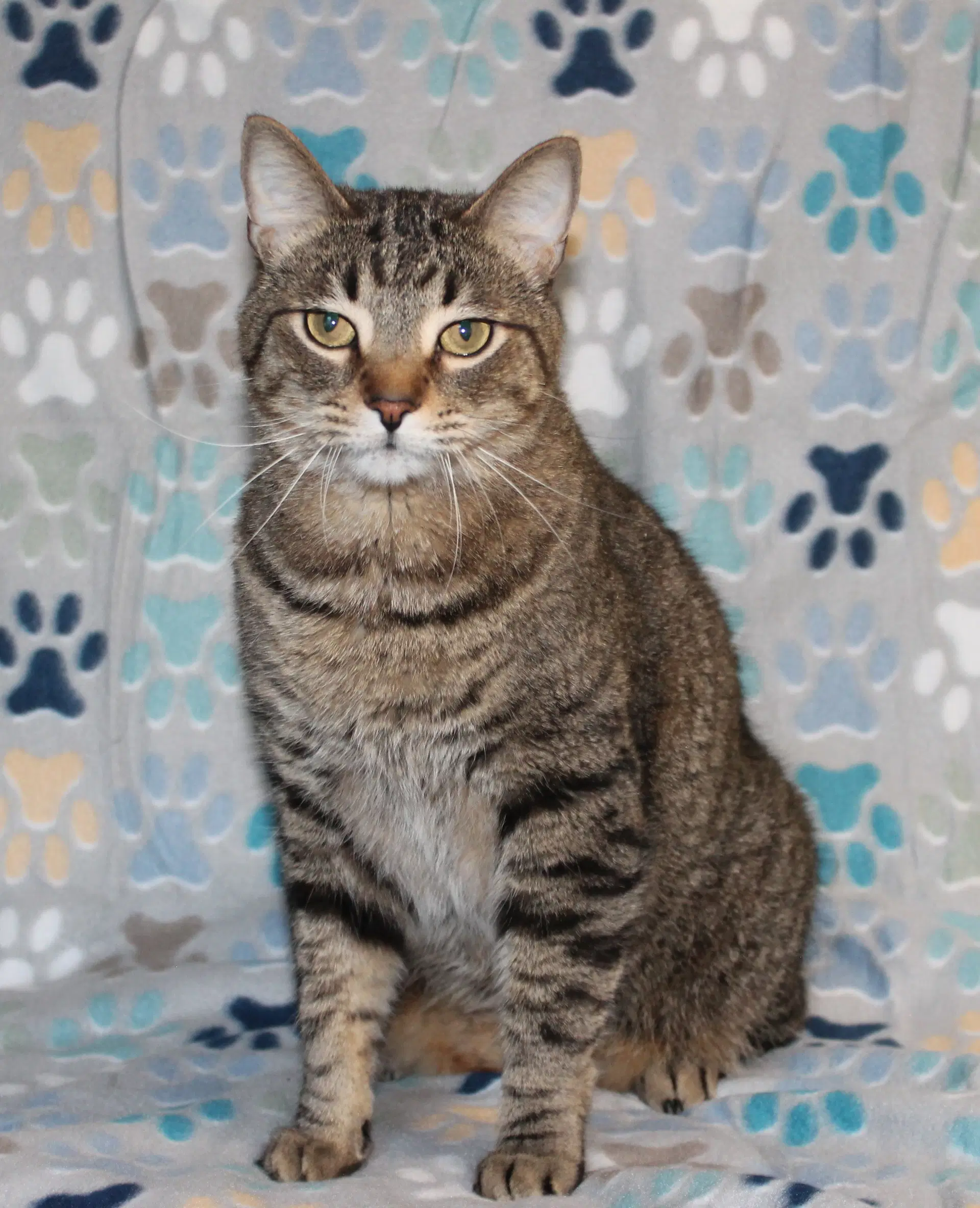Fat Cat-Pb - image 2
