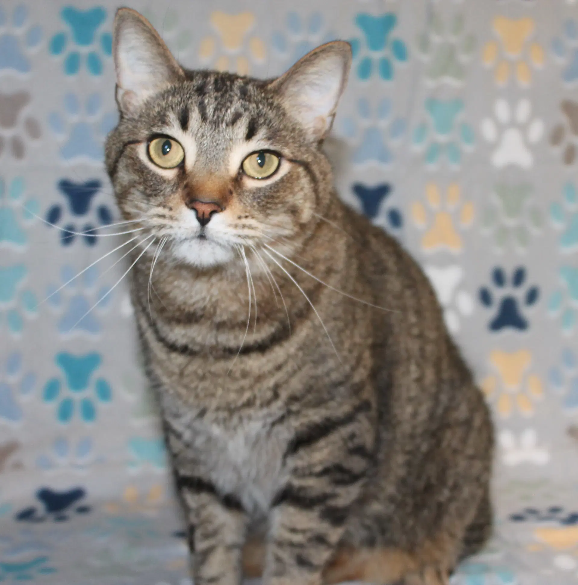 Fat Cat-Pb - image 3