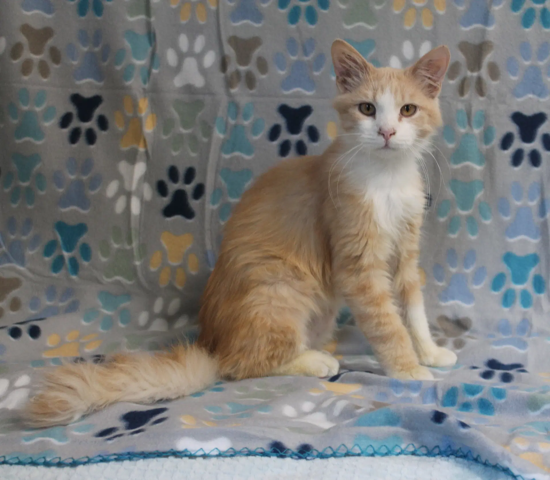 Cheeto - - Domestic Long Hair