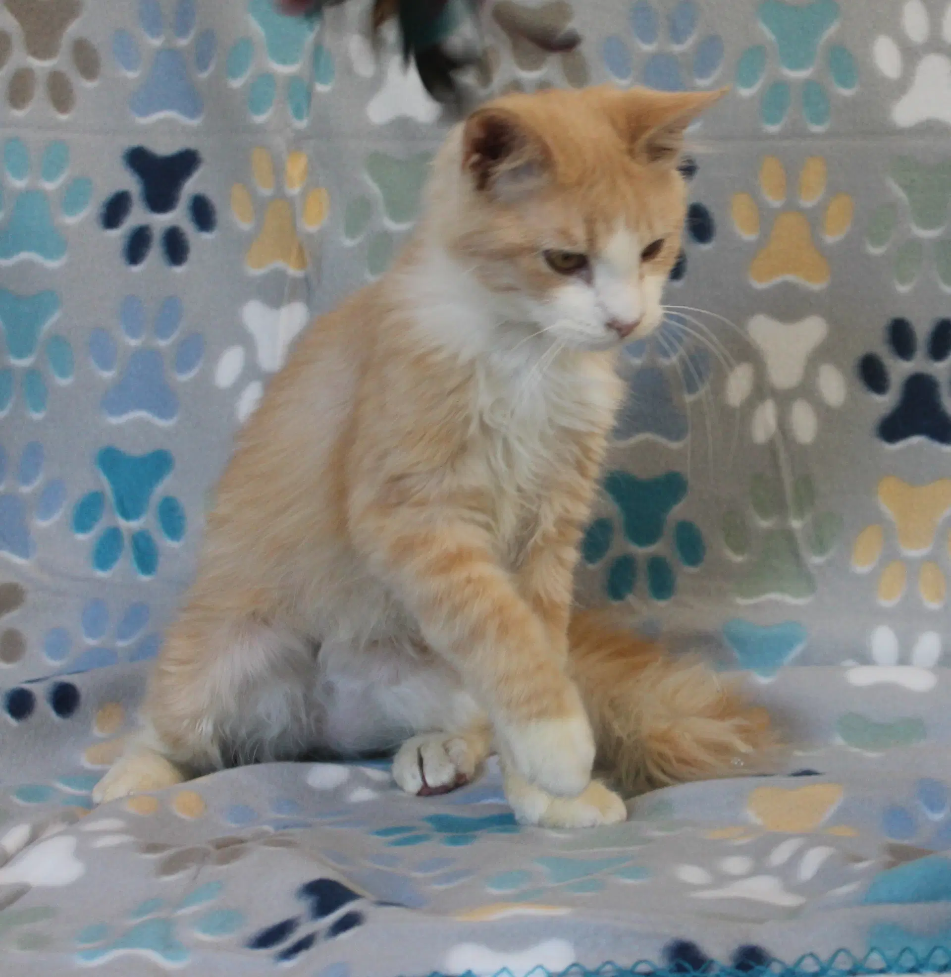 Cheeto - image 3