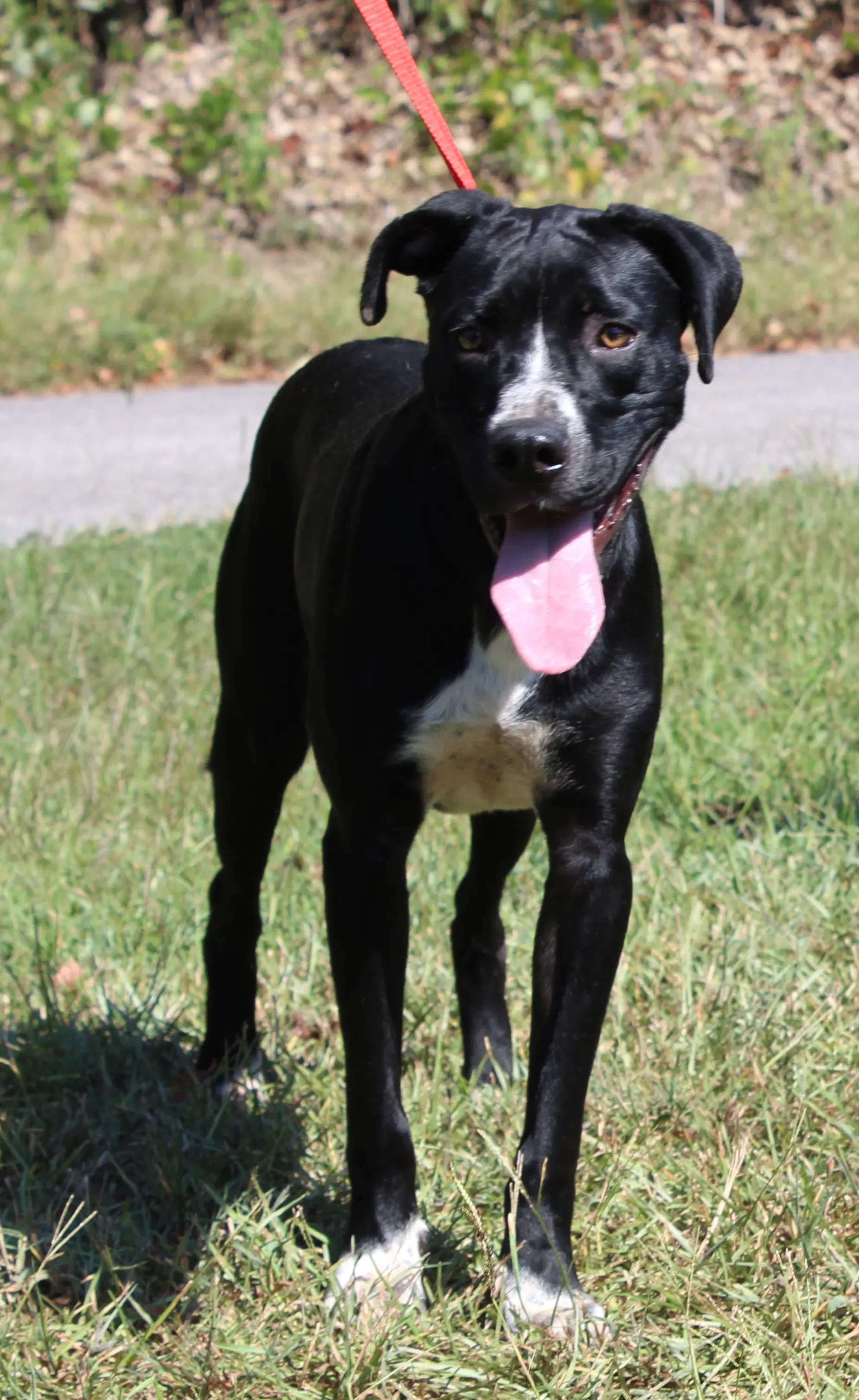Dottie image 3