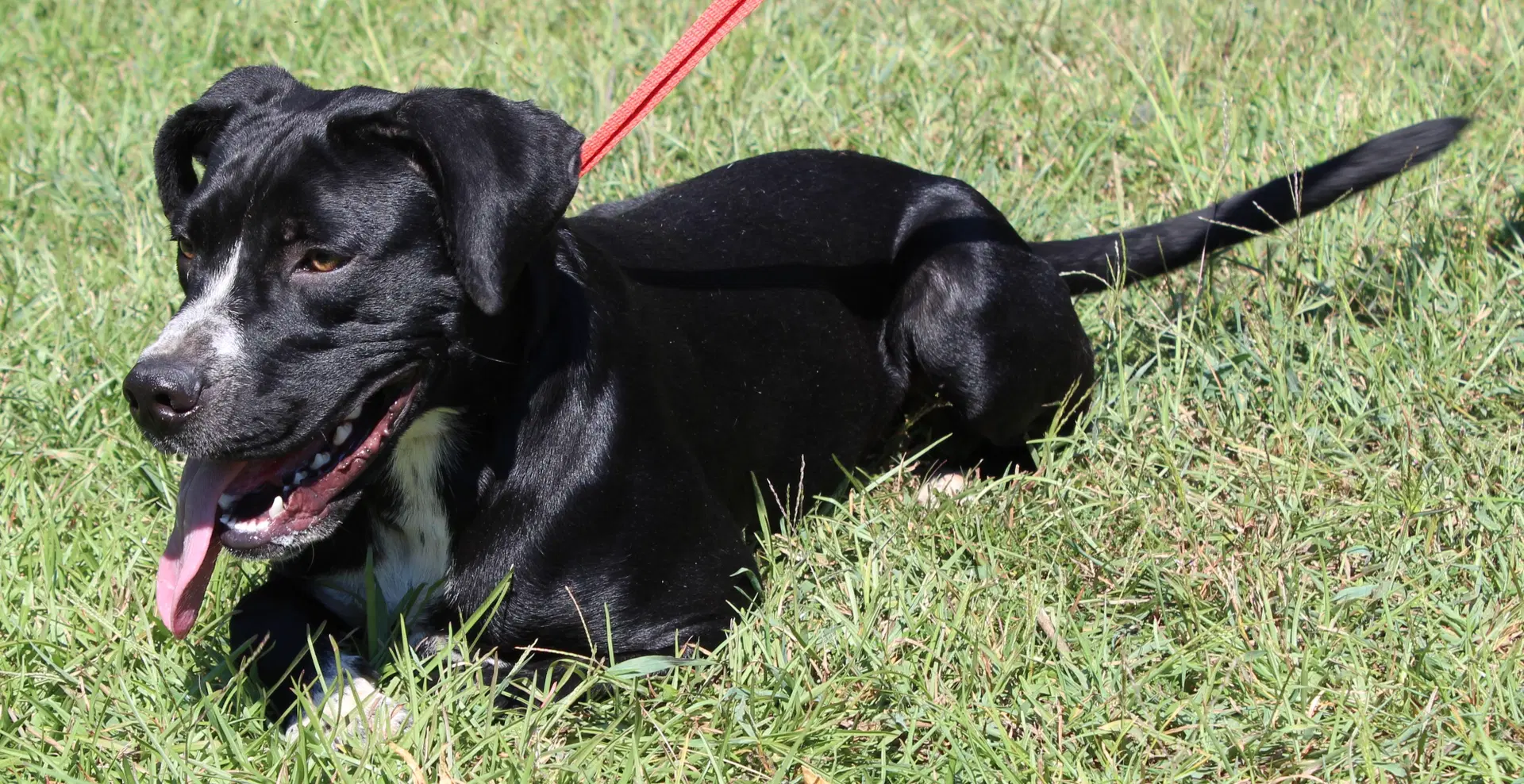 Dottie image 4