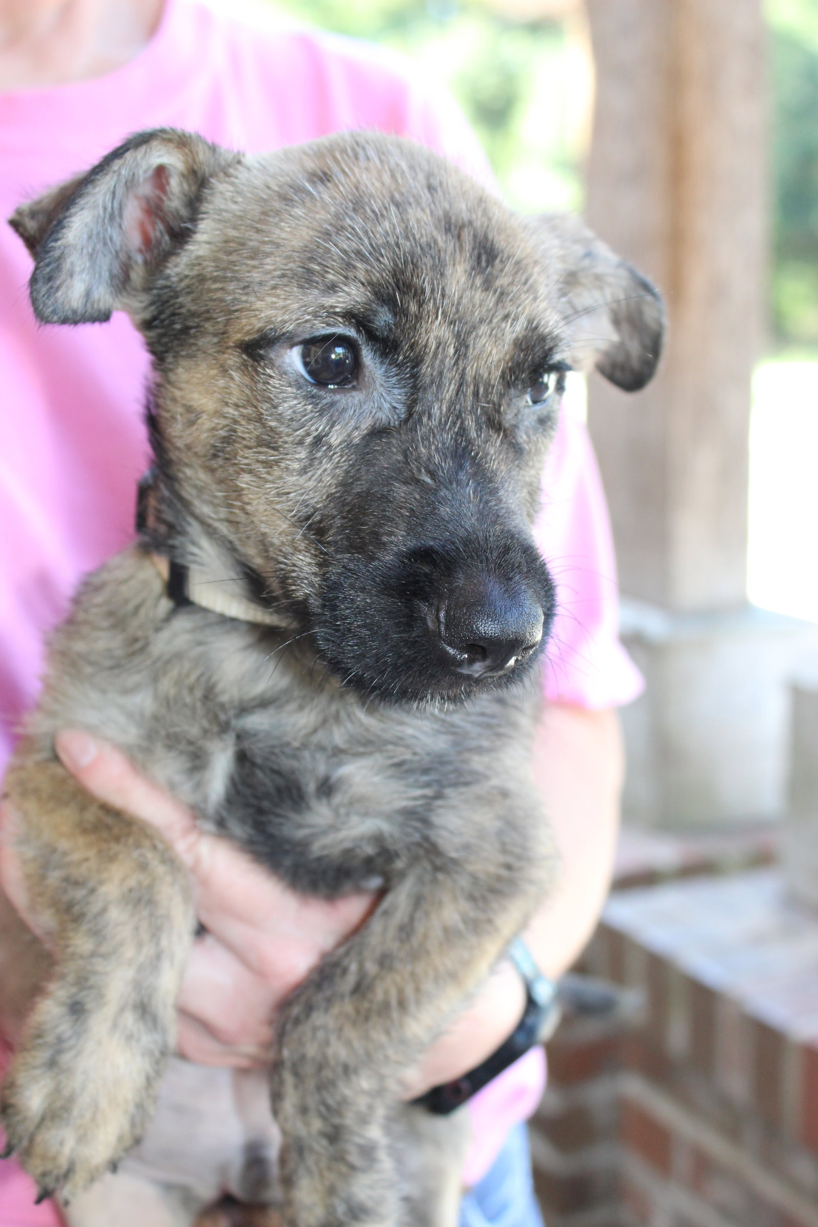 Jace 44379, Terrier