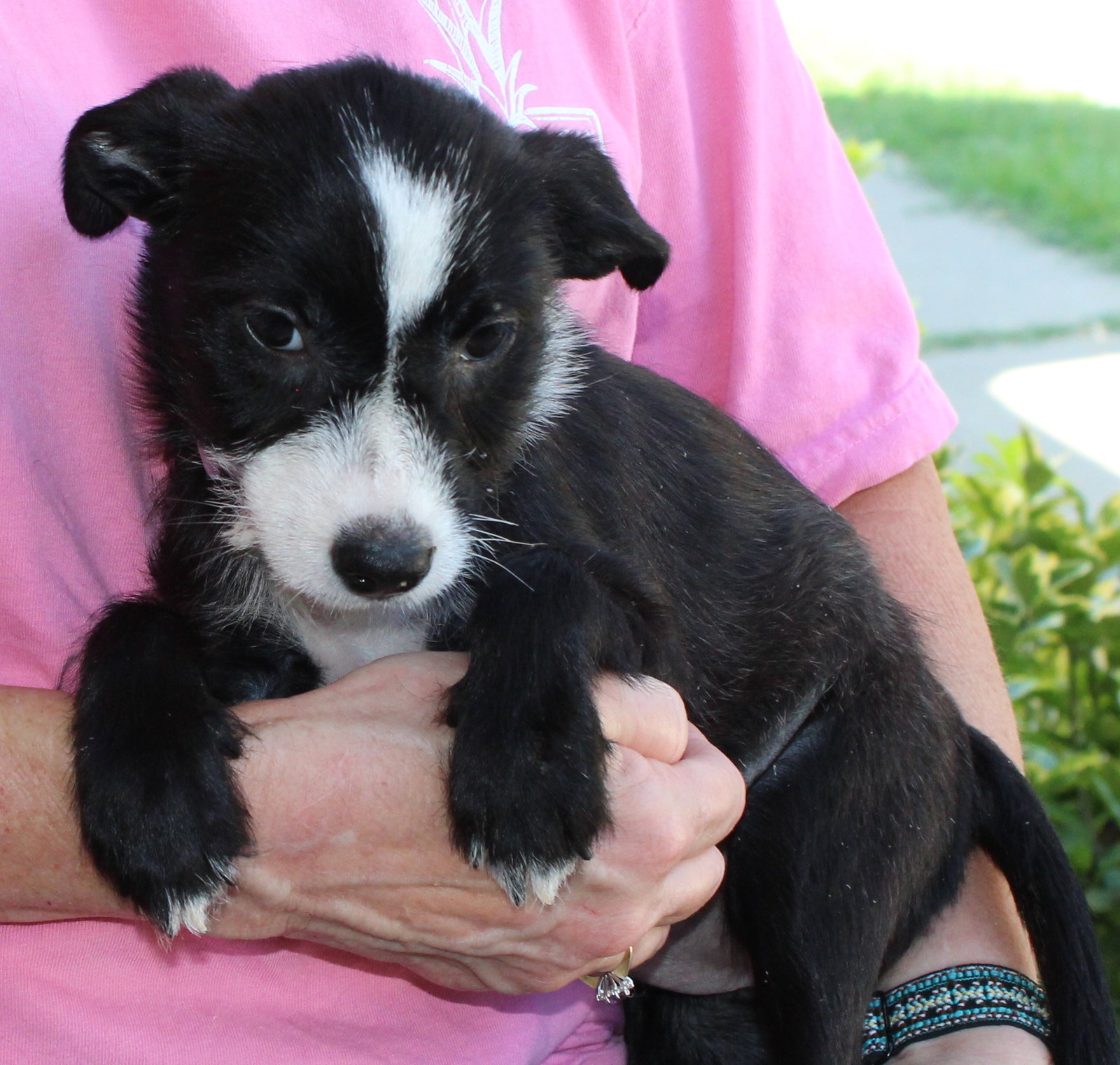 Rain 44380, Terrier