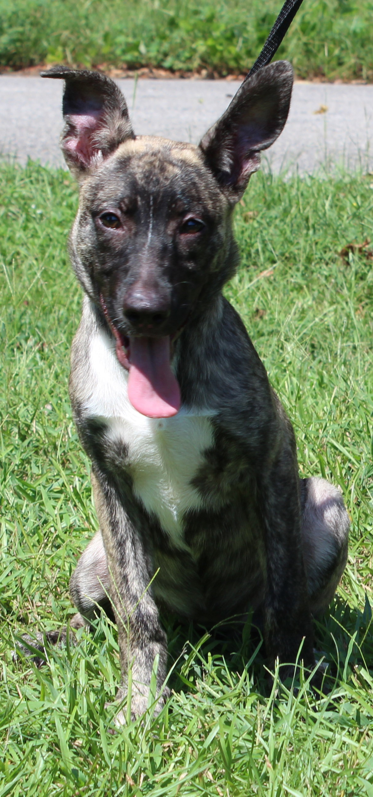 Roo 44342, Belgian Shepherd Malinois