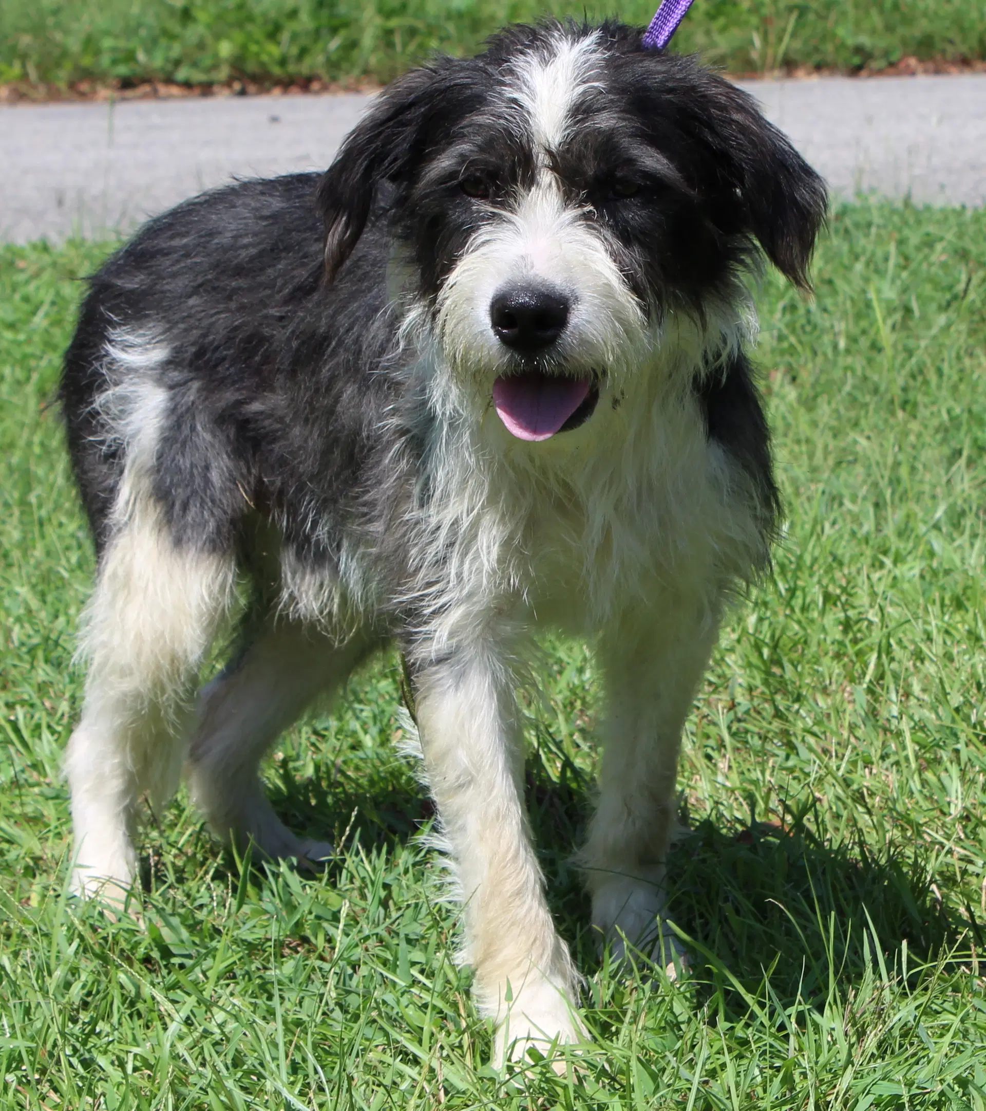 Skipper - Terrier