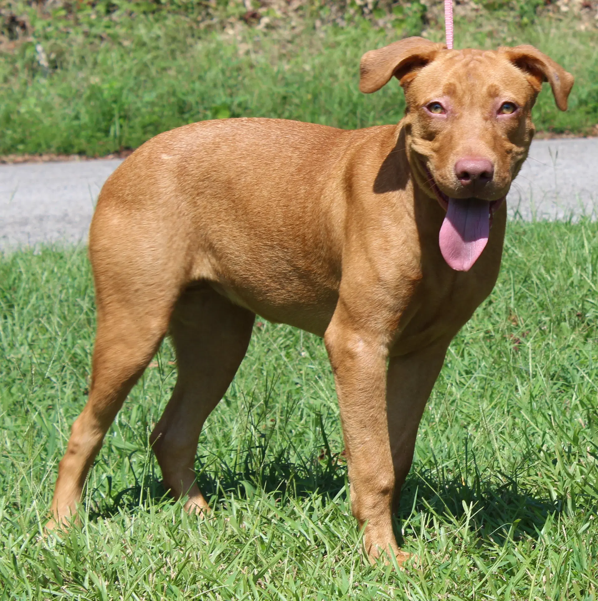 Honey - Retriever