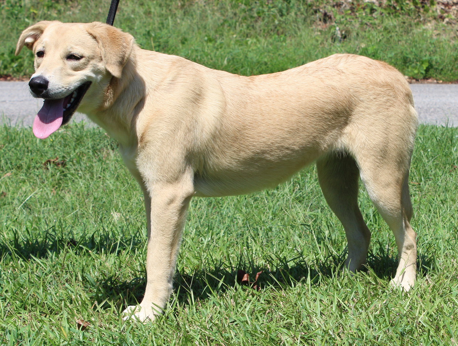 Coley 44306, Yellow Labrador Retriever