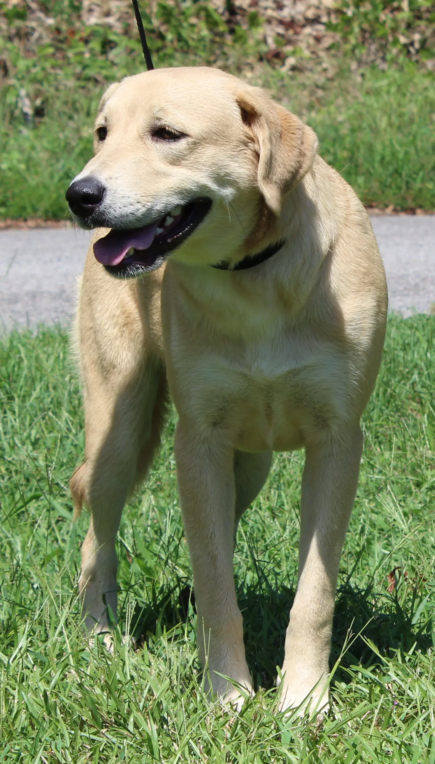 Coley image 3
