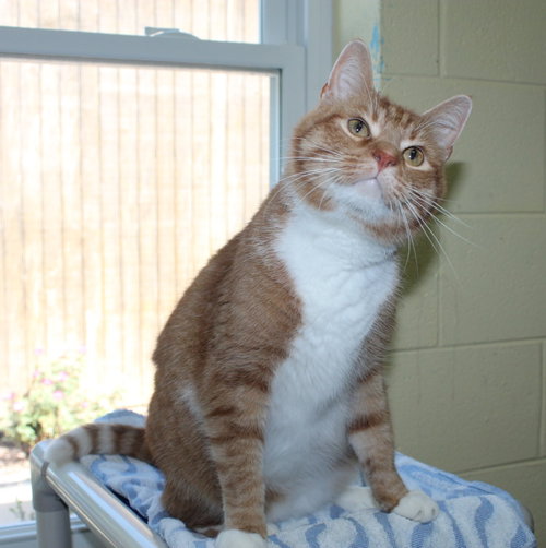 Jinx - 44323, a cat for adoption from Prattville Autauga Humane Society