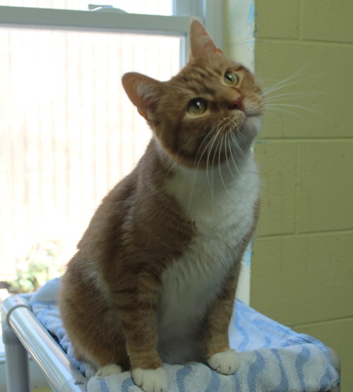 Photo 2 of Jinx - 44323